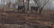Afectados por incendios piden forraje para el ganado
