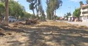 Retiran al menos 60 árboles en Tiquipaya que corrían el riesgo de caer y estaban enfermos