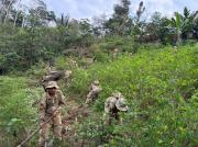 Inicia la erradicación de cultivos de coca en zonas no autorizadas de Los Yungas de La Paz