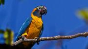 Santa Cruz: Nacen dos pichones de paraba azul en el Pantanal gracias una caja nido