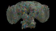 Cómo el cerebro de las moscas puede ofrecer pistas sobre el comportamiento de los seres humanos