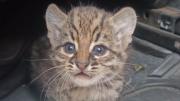 Incendios: rescatan a un cachorro felino en la comunidad Divino Niño