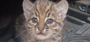 EL FUEGO NO LO ALCANZÓ: RESCATAN A UN CACHORRO FELINO EN SANTA CRUZ