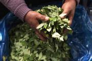 Gobierno de Paz lanza una nueva política antidroga tras el aumento de los cultivos de coca