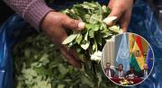 Reportan que los cultivos de hoja de coca incrementaron entre el 2024 y el 2025