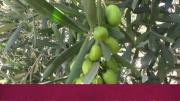Expertos españoles capacitarán a los productores de olivo