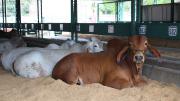 La genética bovina impulsa un crecimiento de 5,4% en la participación pecuaria de Expocruz