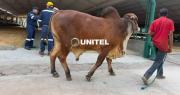 Comienza el ingreso de ganado al campo ferial a nueve días del inicio de la Expocruz