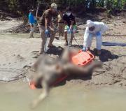 Hallan cuerpo de un hombre atrapado en una palizada en el río Chimoré