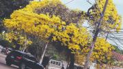 La magia de los tajibos transforma el paisaje en una estampa de colores