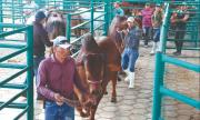 Expocruz exhibe el potencial exportador de la ganadería