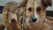 Necropsia descarta agresión sexual en perrita hallada herida en La Paz