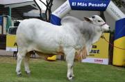 El Nelore vuelve a mandar: Sylvester FIV Trébol pesa 1.235 kilos en Expocruz 2026