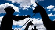 Ejemplares y derivados de camélidos de exportación se muestran en una feria en El Alto