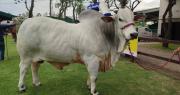 Sylvester es el toro más pesado de la Expocruz 2026