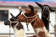 Ejemplares y derivados de camélidos de exportación se muestran en una feria en Bolivia