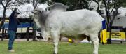 Expocruz: Thanak es el toro más pesado de la raza Nelore Mocho
