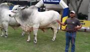 ¡El gigante de Expocruz 2026! Sylvester FIV El Trébol recibe un cuidado especial para mantenerse en forma