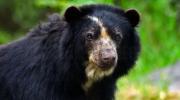 El caso del jucumari de El Palmar pone a prueba la protección de la fauna silvestre