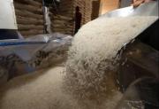 Productores prevén una fuerte caída de la producción de arroz en la campaña de verano