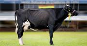 Catalina FIV reina por tercera vez en Expocruz al coronarse como la vaca más lechera