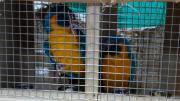 Cinco parabas barba azul en peligro de extinción son repatriadas a Bolivia desde Inglaterra