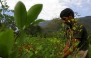 EEUU mantiene la descertificación para Bolivia y Colombia en la lucha contra el narco