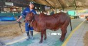 El peculiar color ‘rojo cereza’ de una vaca Brahman se roba las miradas en Expocruz 2026