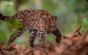 Leopardus tilcayo: Bolivia le da al mundo una nueva especie de gato silvestre, la primera en más de 100 años