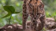 Descubren en Bolivia una nueva especie de gato silvestre: el tilcayo