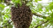 Video: Repartidor rescata a niña atacada por un panal de abejas