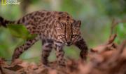 Leopardus tilcayo: Bolivia le da al mundo una nueva especie de gato silvestre, la primera en más de 100 años