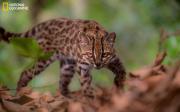 Leopardus tilcayo: Bolivia le da al mundo una nueva especie de gato silvestre, primera en más de 100 años