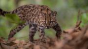 ¡Un nuevo michi es hallado en Bolivia! Conoce al felino silvestre Leopardis tilcayo