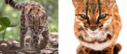Naturaleza boliviana sorprende al mundo con una nueva especie de felino descubierta en más de 100 años