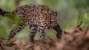 Leopardus tilcayo: identifican en los Yungas una nueva especie de gato tigre