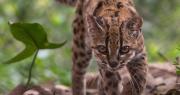 ¿Dónde habita el Tilcayo? La nueva especie de felino descubierta en Bolivia sorprende al mundo