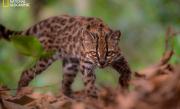 TILCAYO, UN FELINO DESCUBIERTO EN LOS YUNGAS, BOLIVIA: Luego de más de un siglo, una nueva especie