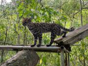 Dos investigadores de la UMSA, detrás del Tilcayo, el pequeño felino de los Yungas