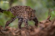 Anuncian campañas para proteger al gato tilcayo, especie descubierta después de 100 años