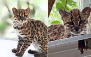 Esta es la historia de Tilcayo: el felino yungueño descubierto por dos bolivianos para el mundo