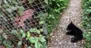 Revelan imágenes del gato Tilcayo jugando con una cría de oso jucumari en un refugio de los Yungas