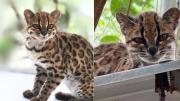 Esta es la historia de Tilcayo: el felino yungueño descubierto por dos bolivianos para el mundo