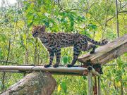 Todo lo que debe saber del Leopardus Tilcayo