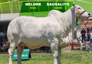 Expocruz 2026 ya tiene a sus grandes campeones de razas cebuinas