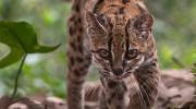 Gobernación reconoce a investigadores por el descubrimiento del tilcayo