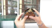 Gobernación rescata 40 animales silvestres durante operativo contra el tráfico de fauna en El Torno