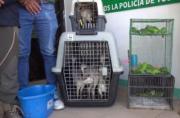 Gobernación cruceña rescata 40 animales silvestres durante operativo contra el tráfico de fauna en El Torno