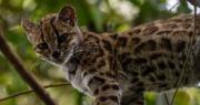Un tilcayo protegido: Conoce a Tigrino, el felino boliviano que vive en Senda Verde