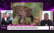 Tras identificar al Tilcayo, científicos buscan saber cuántos existen y cómo proteger su hábitat